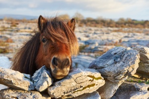 irland the burren nationalpark gipfel pony